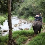 Escursioni trekking a dorso d'elefante da Khao Lak