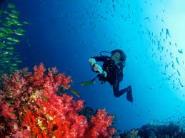Diving Similan Islands