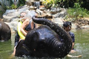 Khao Lak Elephant Bathing